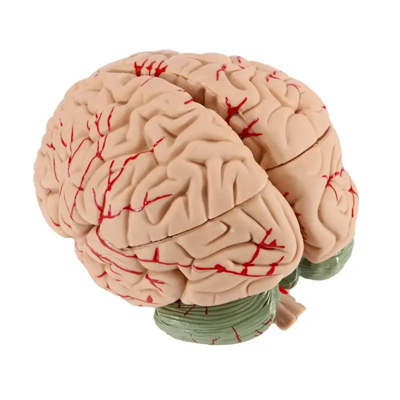 Модел на човешкия мозък, анатомично точно модел на мозъка в пълен размер Анатомия на човешкия мозък за изследване в клас по природни науки, обучение на медицински модел