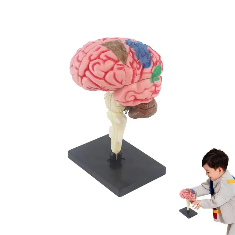 Анатомическая модел за деца Анатомическая модел на човешкото очната ябълка Обучение по Биология Модел тялото Интерактивни играчки на човека Модел на мозъка Обзавеждане