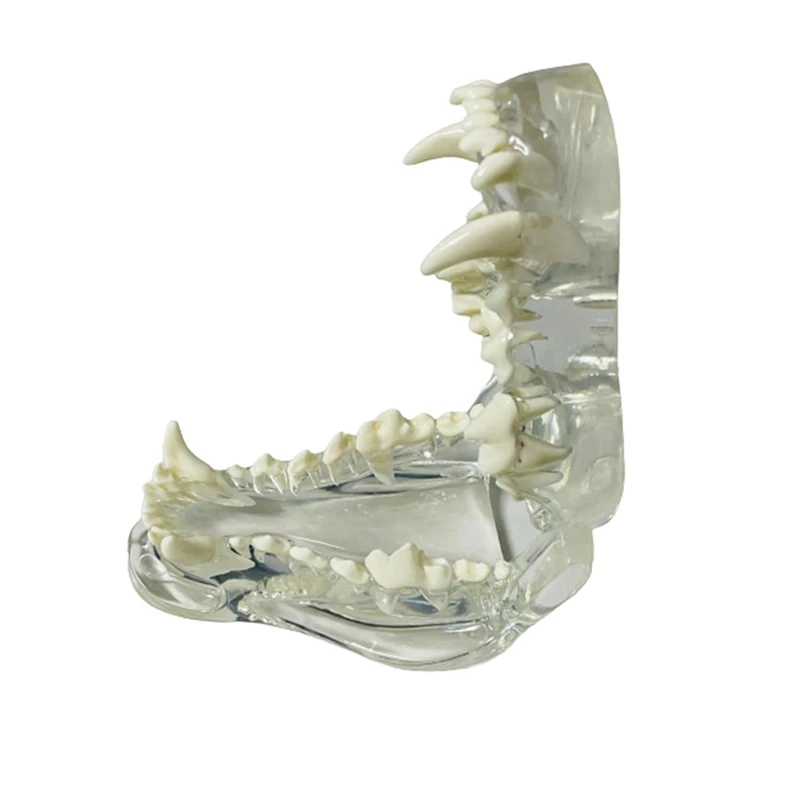 Прозрачни Кучешки зъби Анатомическая модел на Челюстта на животното за ветеринарни учебни помагала